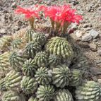 Echinopsis maximiliana (enviado por Marimar el 2012-03-08)