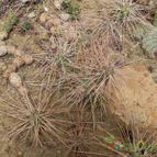 Tephrocactus aoracanthus (enviado por Marimar el 2012-02-18)