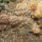 Corynopuntia reflexispina (enviado por Marimar el 2012-02-18)