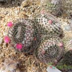 Mammillaria perbella (enviado por Marimar el 2012-02-19)