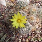 Mammillaria sphaerica (enviado por Marimar el 2013-07-10)