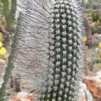 Espostoa blossfeldiorum (enviado por Marimar el 2012-02-22)