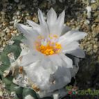 Turbinicarpus lophophoroides (enviado por Marimar el 2012-02-29)