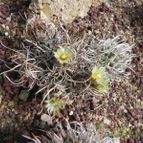 Turbinicarpus schmiedickeanus ssp. flaviflorus (enviado por Marimar el 2012-02-26)