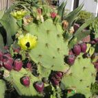 Opuntia dillenii (enviado por Marimar el 2012-09-16)