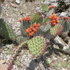 Opuntia stenopetala (enviado por Marimar el 2012-02-27)
