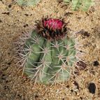 Melocactus peruvianus (enviado por Marimar el 2012-02-29)