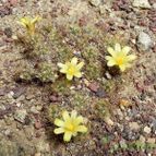 Mammillaria surculosa (enviado por Marimar el 2012-03-02)