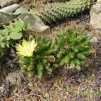 Mammillaria longimamma (enviado por Marimar el 2012-03-02)