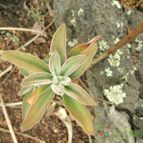 Echeveria coccinea (enviado por Marimar el 2012-03-10)