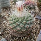Strombocactus disciformis (enviado por Marimar el 2012-03-03)