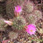 Mammillaria sheldonii (enviado por Marimar el 2012-08-15)