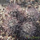 Eriosyce curvispina (enviado por Marimar el 2012-03-07)