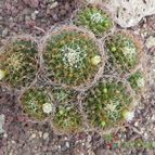 Mammillaria decipiens ssp. camptotricha (enviado por Marimar el 2012-03-08)