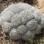 Mammillaria plumosa (enviado por Marimar el 2012-03-08)