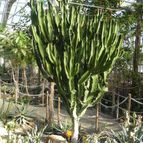 Euphorbia candelabrum (enviado por Marimar el 2012-03-10)