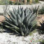 Agave X nigra (HIBRIDO) (enviado por Marimar el 2012-03-08)
