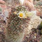 Mammillaria verhaertiana (enviado por Marimar el 2012-03-11)