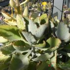 Kalanchoe beharensis cv. fang (enviado por Marimar el 2012-03-13)
