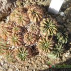 Echinopsis hertrichiana (enviado por Marimar el 2012-03-19)