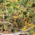 Hatiora salicornioides (enviado por Marimar el 2012-03-20)