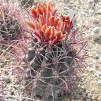 Sclerocactus uncinatus (enviado por Marimar el 2012-03-20)