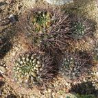 Gymnocalycium gibbosum (enviado por Marimar el 2012-05-20)