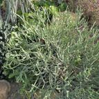 Euphorbia aphylla (enviado por Marimar el 2012-04-04)