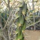 Cylindropuntia acanthocarpa (enviado por Marimar el 2012-03-26)