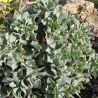 Crassula arborescens fma. undulatifolia (enviado por Marimar el 2012-03-25)