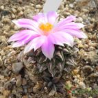 Ariocarpus kotschoubeyanus (enviado por Marimar el 2012-03-26)