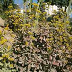 Kalanchoe orgyalis (enviado por Marimar el 2012-03-28)