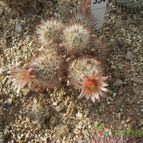 Escobaria emskoetteriana (enviado por Marimar el 2012-03-29)