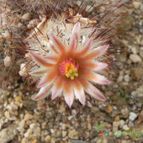 Collecion de Marimar