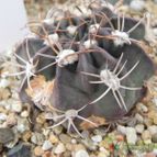 Collecion de Marimar