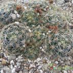Mammillaria sphaerica (enviado por Marimar el 2012-03-30)
