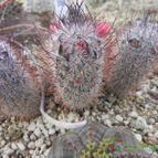 Mammillaria pottsii (enviado por Marimar el 2012-03-30)