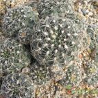 Gymnocalycium calochlorum (enviado por Marimar el 2012-03-31)