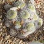 Collecion de Marimar