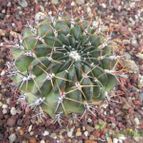 Echinopsis cinnabarina (enviado por Marimar el 2012-04-03)