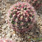 Thelocactus bicolor ssp. schwarzii (enviado por Marimar el 2012-04-05)