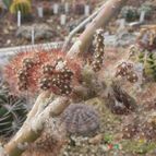 Collecion de Marimar