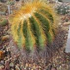 Parodia schumanniana (enviado por Marimar el 2012-04-07)