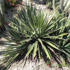 Agave difformis (enviado por Marimar el 2012-04-12)