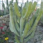 Polaskia chichipe (enviado por Marimar el 2012-04-11)