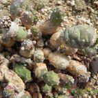 Collecion de Marimar