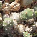 Collecion de Marimar