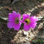 Echinocereus pentalophus (enviado por Marimar el 2012-04-13)