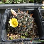 Mammillaria melaleuca (enviado por Marimar el 2012-04-14)