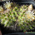 Mammillaria karwinskiana subsp. karwinskiana (enviado por Marimar el 2012-04-14)